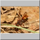 Nomada panzeri - Wespenbiene w02b 7mm - Sandgrube Niedringhaussee det.jpg